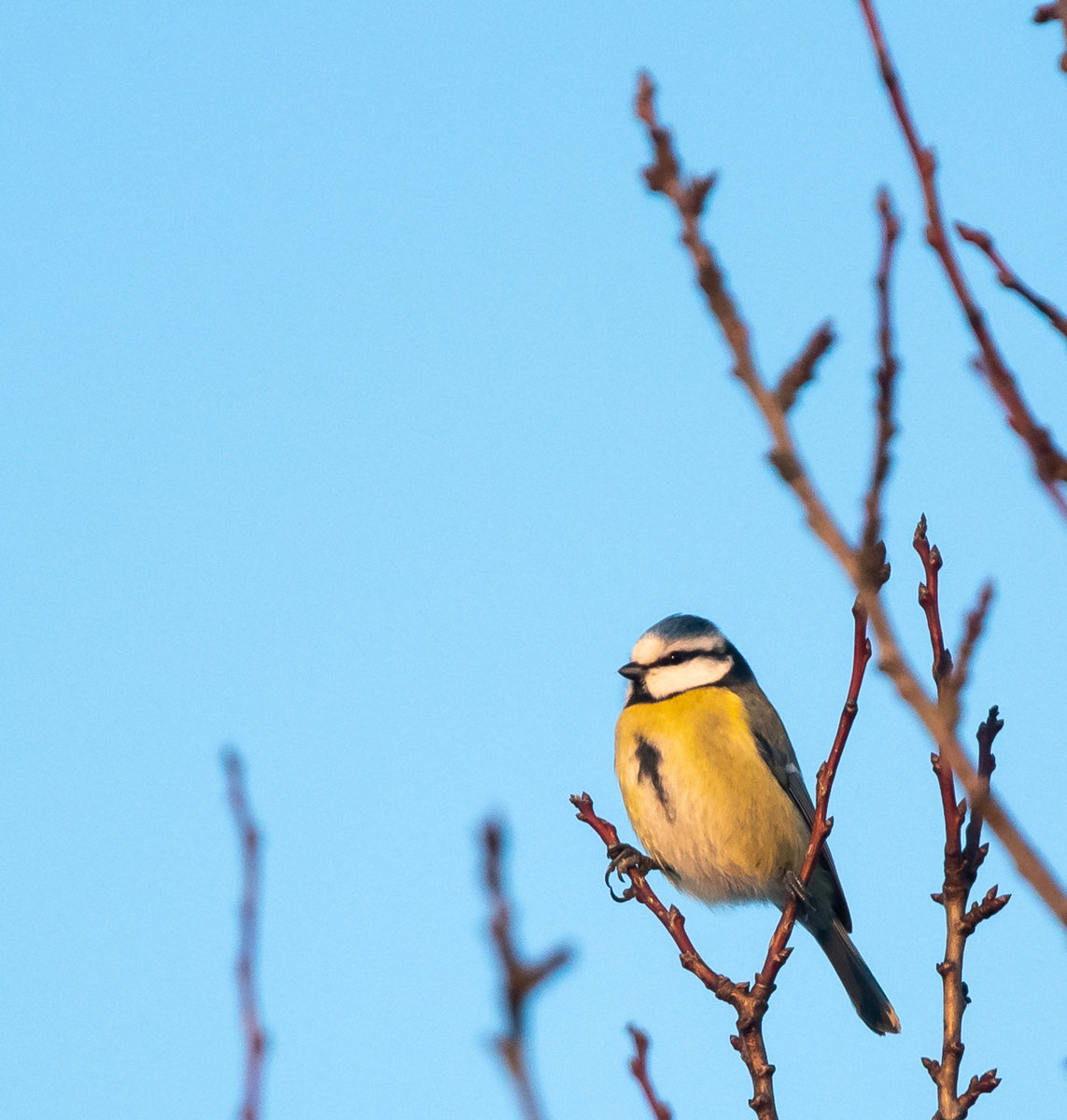 Blaumeise-2201127580.jpg