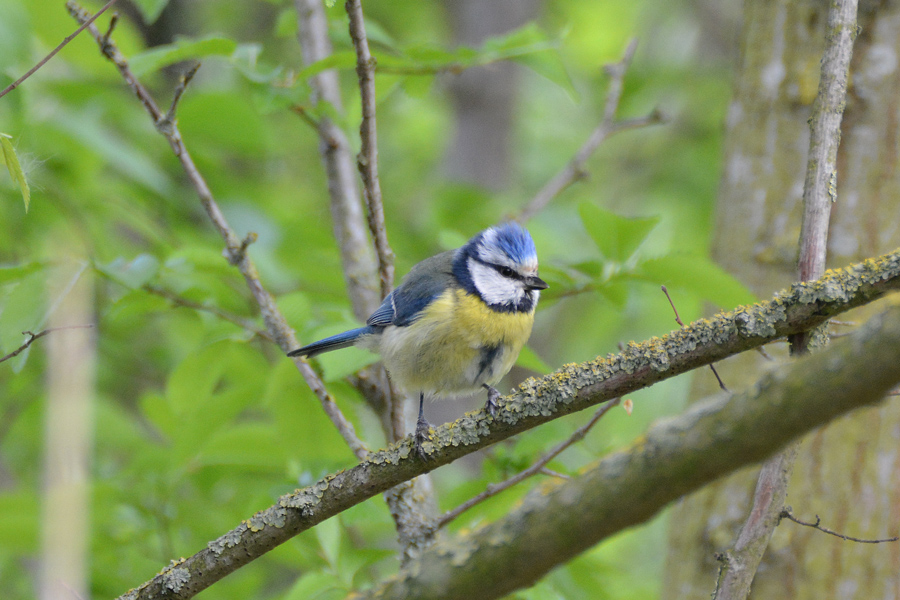 Blaumeise 270