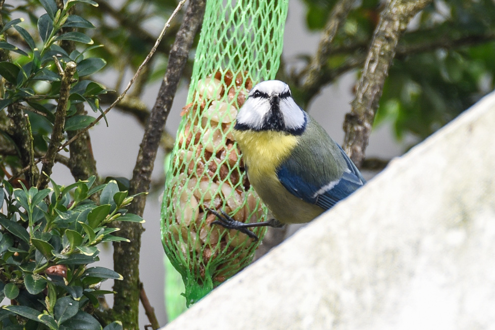 Blaumeise 75