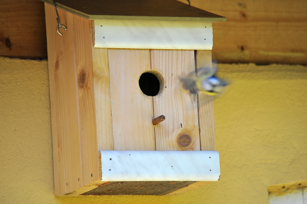 Blaumeise Abflug.jpg