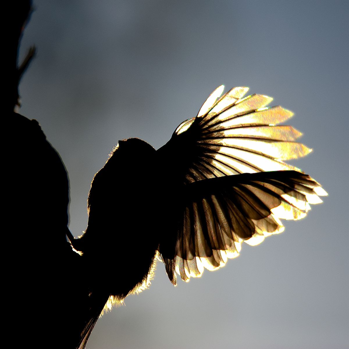 Blaumeise Gegenlicht.jpg