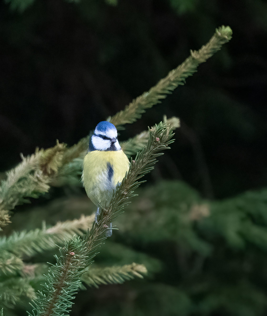 Blaumeise.jpg