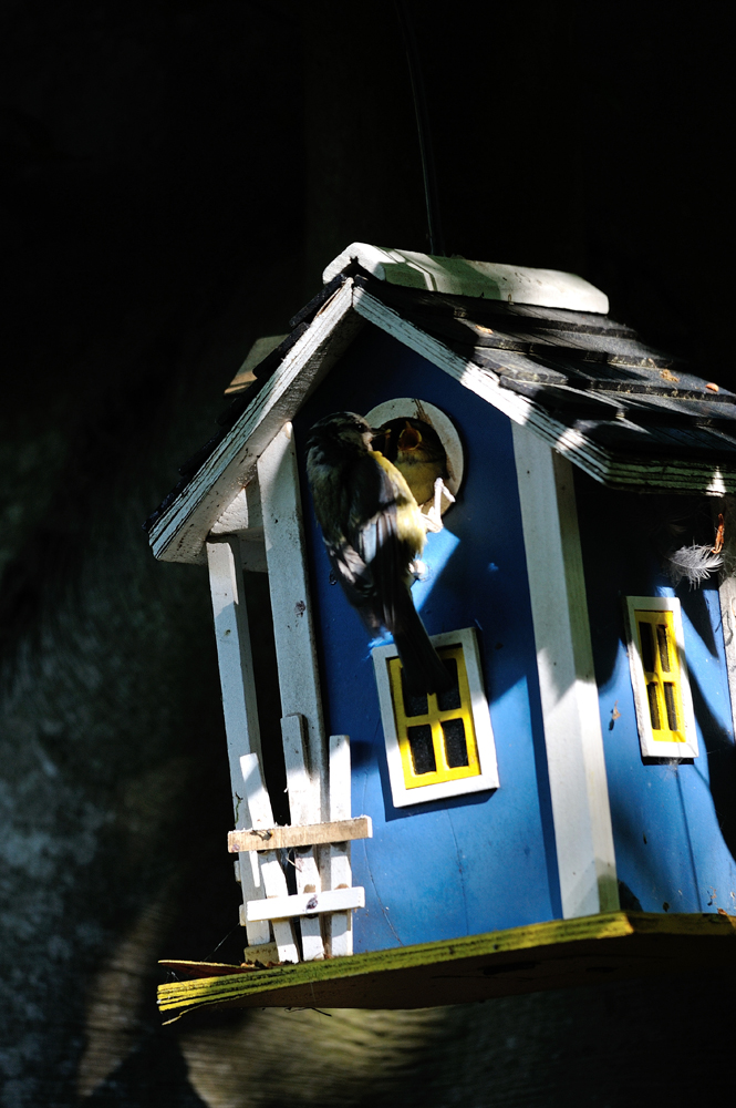 Blaumeise, Nachwuchs, blaues Haus.jpg