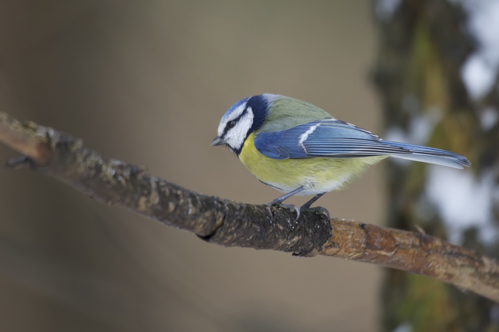 Blaumeise (Parus caeruleus)