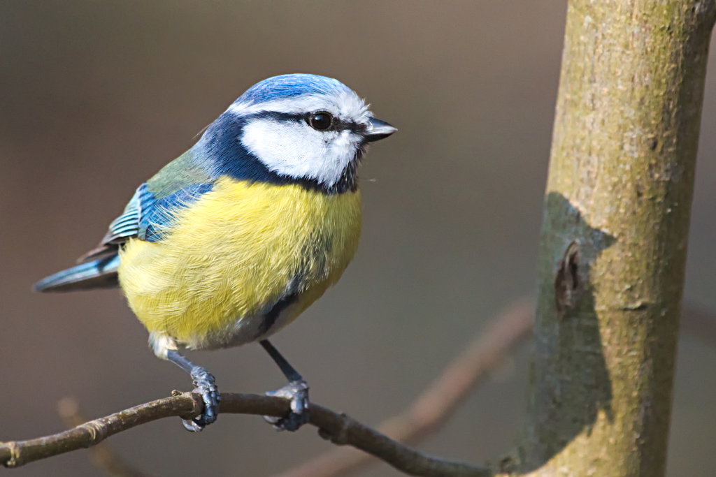 Blaumeise Querformat