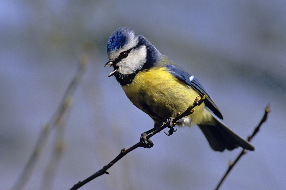 Blaumeise 
Scan von Velvia 100
Novoflexgriff mit Leitz Telyt 6,8/560mm