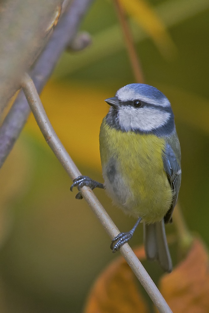 Blaumeise