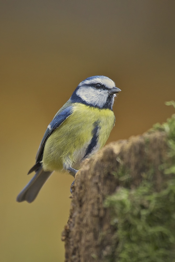 Blaumeise