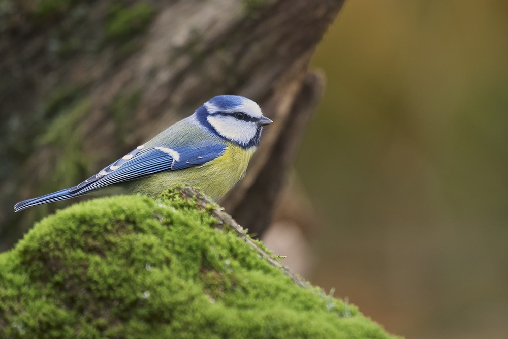 Blaumeise