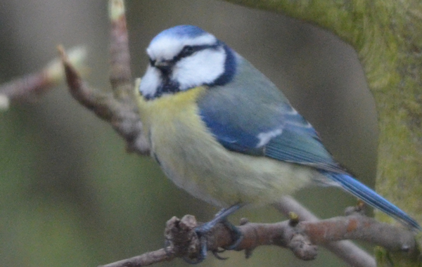 Blaumeise