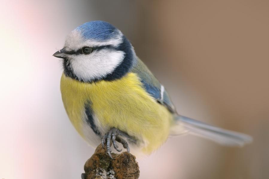 Blaumeise