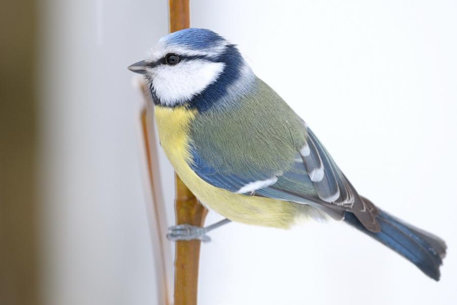 Blaumeise