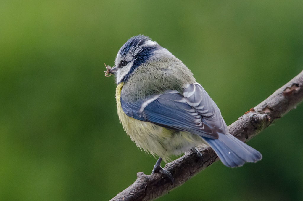 Blaumeise