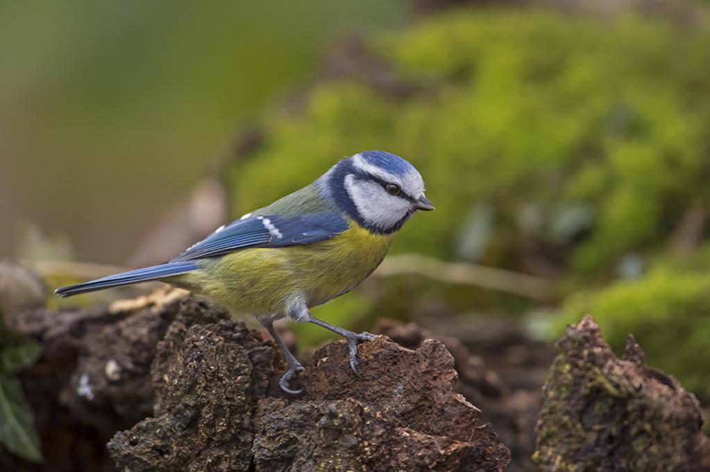 Blaumeise