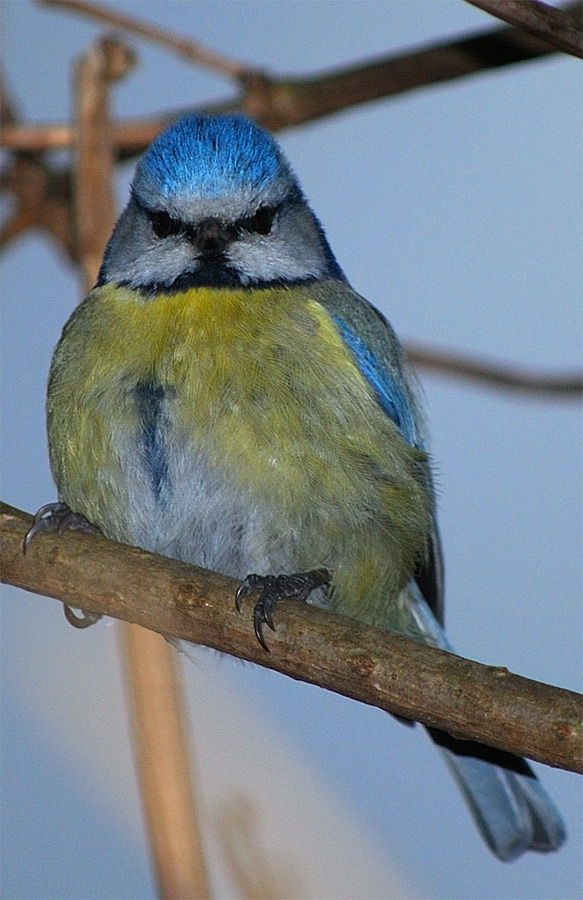 Blaumeise