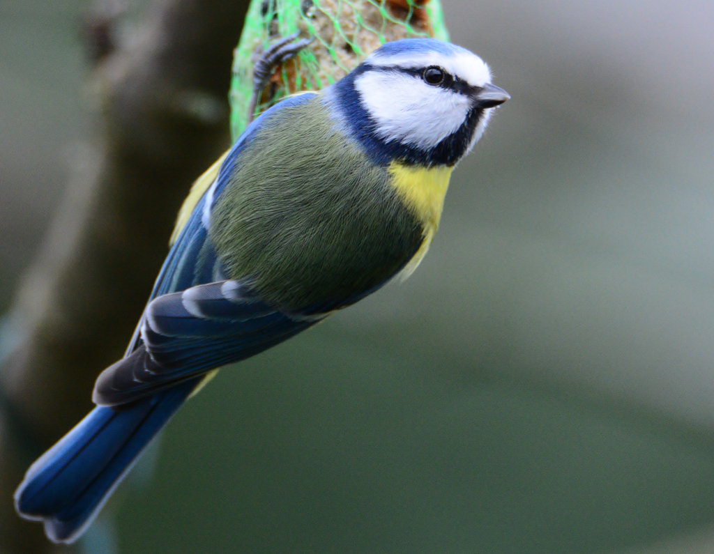 Blaumeise