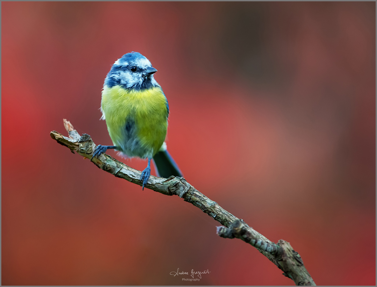 Blaumeise