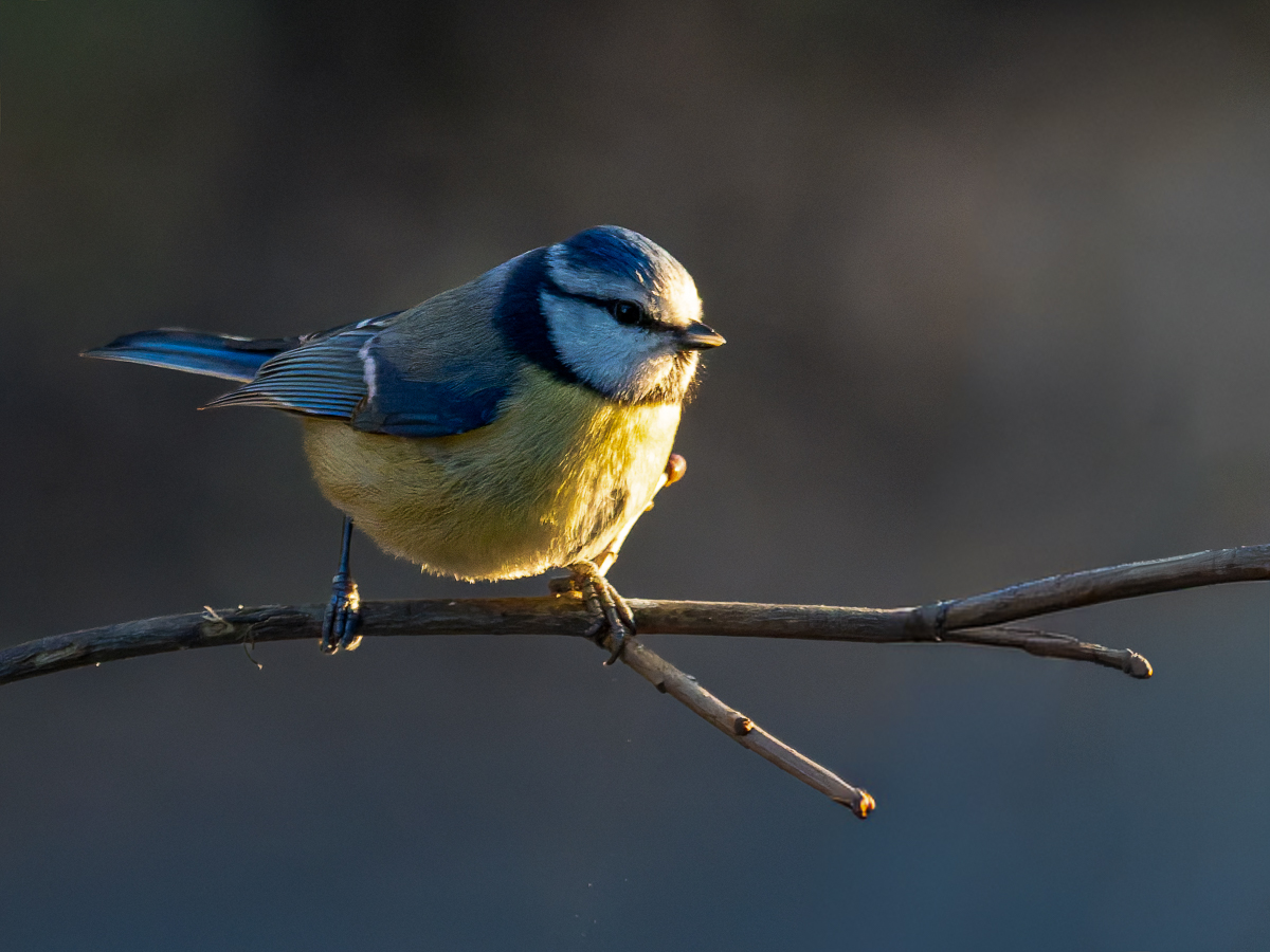 Blaumeise
