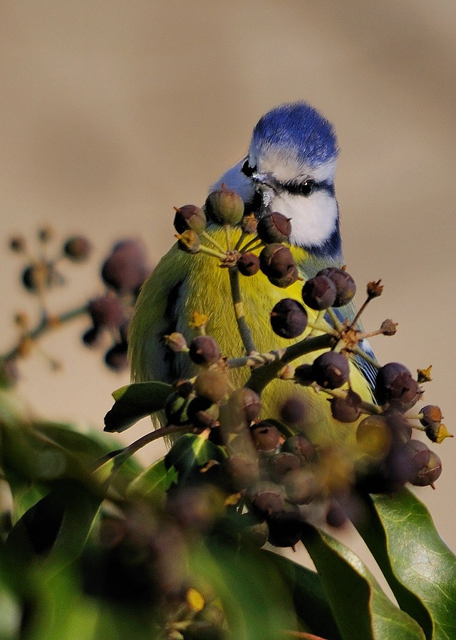 Blaumeise
