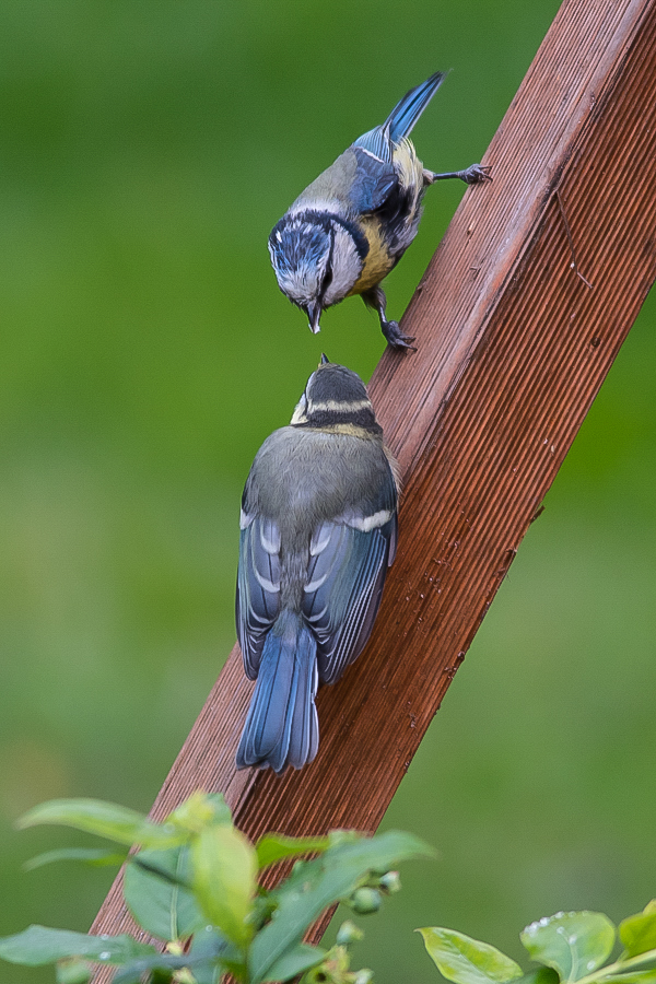 Blaumeisen (1 von 1).jpg