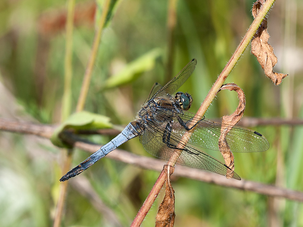 Blaupfeil Östlicher 2013 07 21 01
