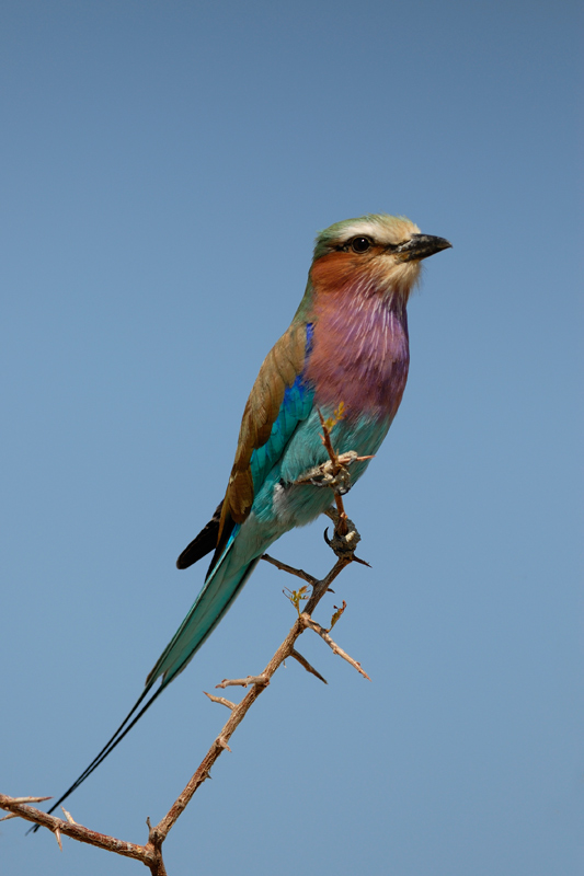 Blauracke