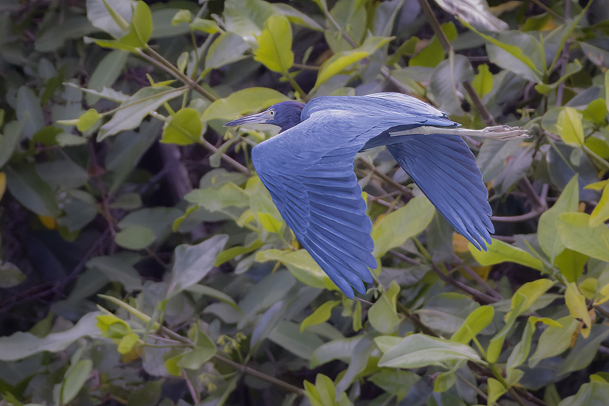 Blaureiher Costa Rica.jpg