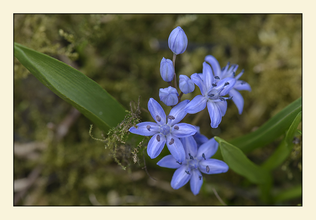 blausterne 4