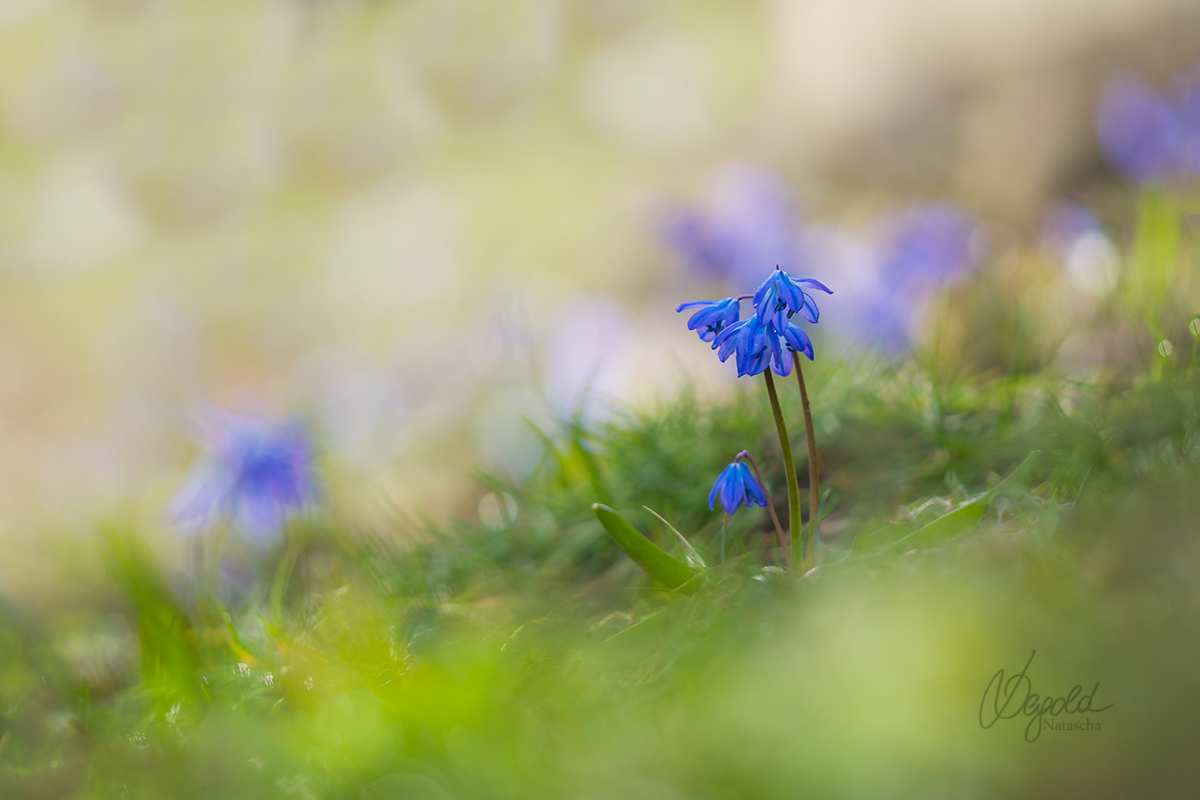 Blausterne
