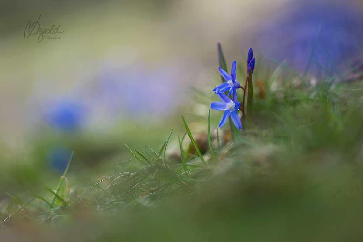 Blausterne