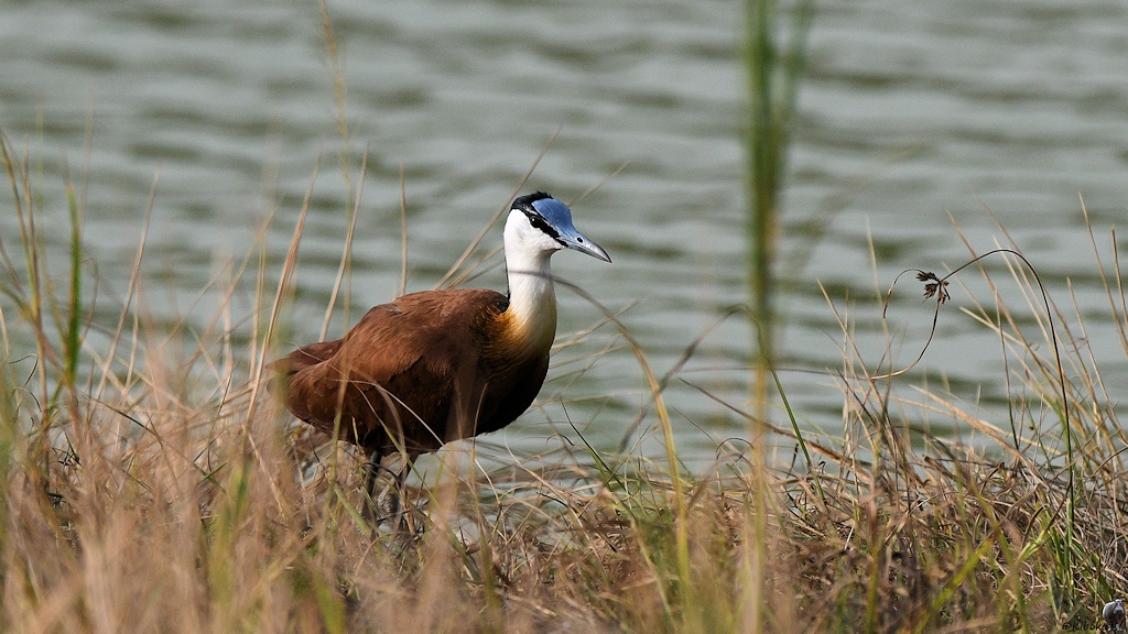Blaustirn-Blatthühnchen (African Jacana)
Am Krokodilteich in Yamoussoukro

s185 Yamoussoukro African Jacana 6554
