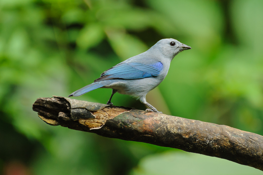 Blautangare - Costa Rica
Bischofstangare, Blaugraue Tangare, Blautangare, Thraupis episcopus