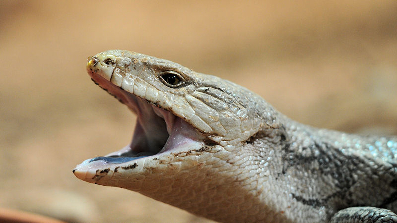 Blauzungenskink
Reptilium Landau
(7923)