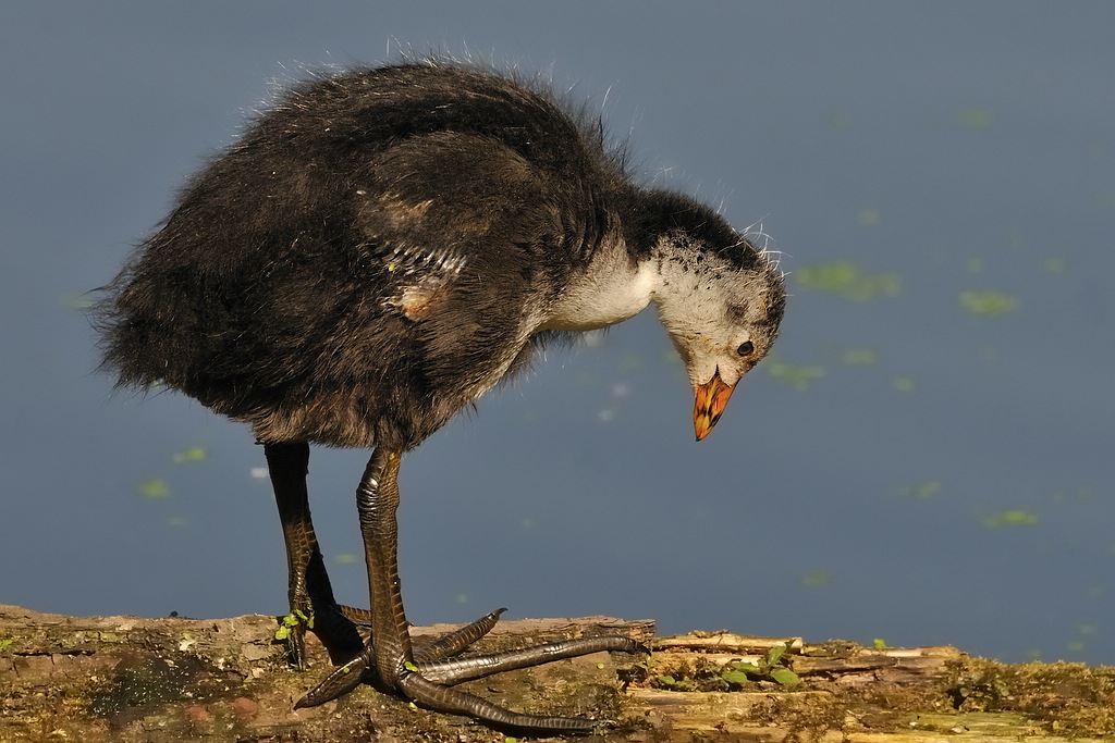 Blesshuhnküken