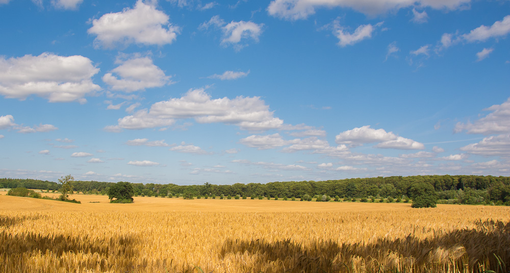 Blick übers Kornfeld