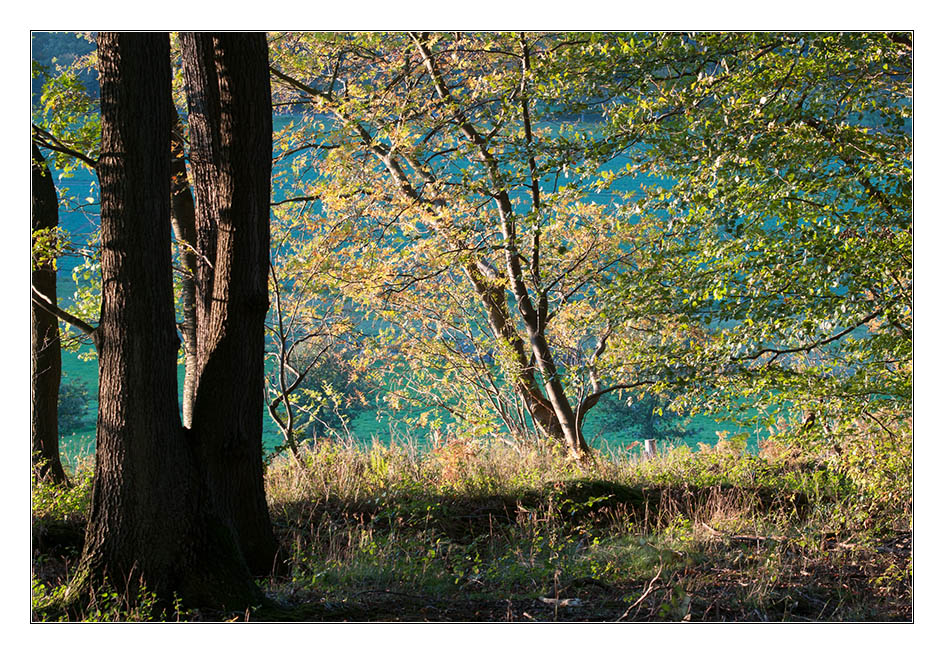 Blick auf die Lichtung