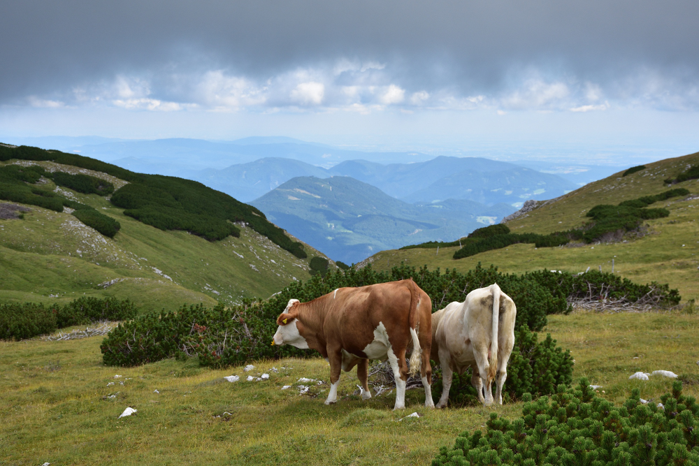 Blick ins Tal (vom Schneeberg)