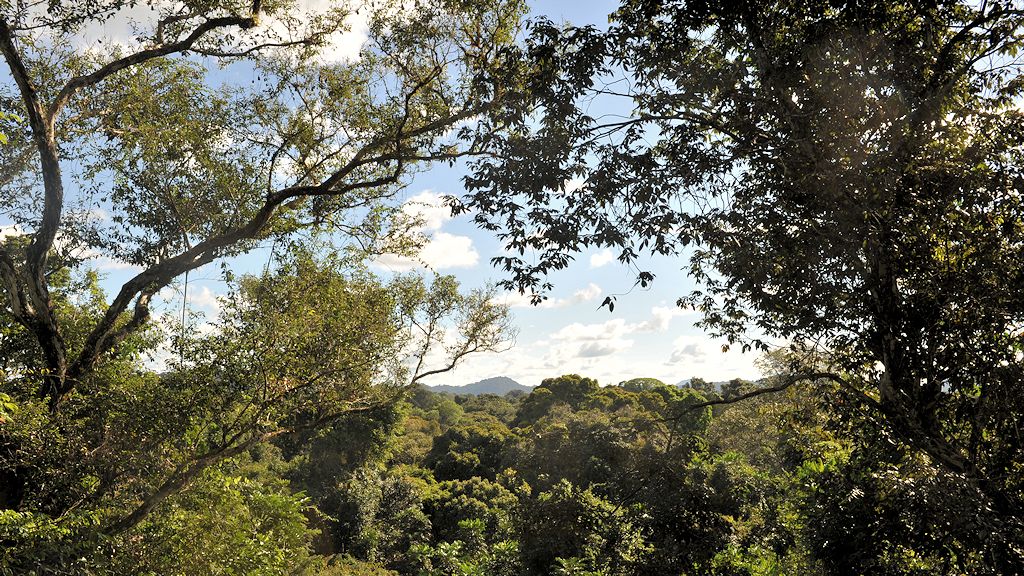 Blick vom Canopy Walkway
1225