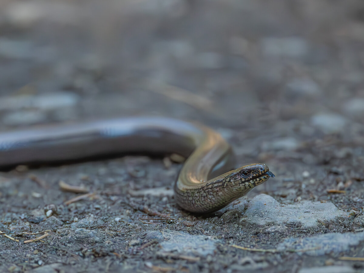 Blindschleiche Portrait.jpg
