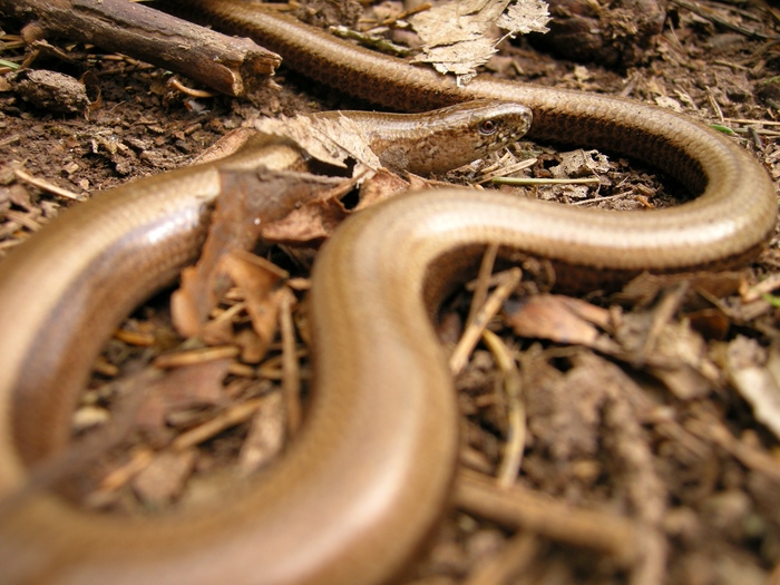 BlindschleicheDSCN7822