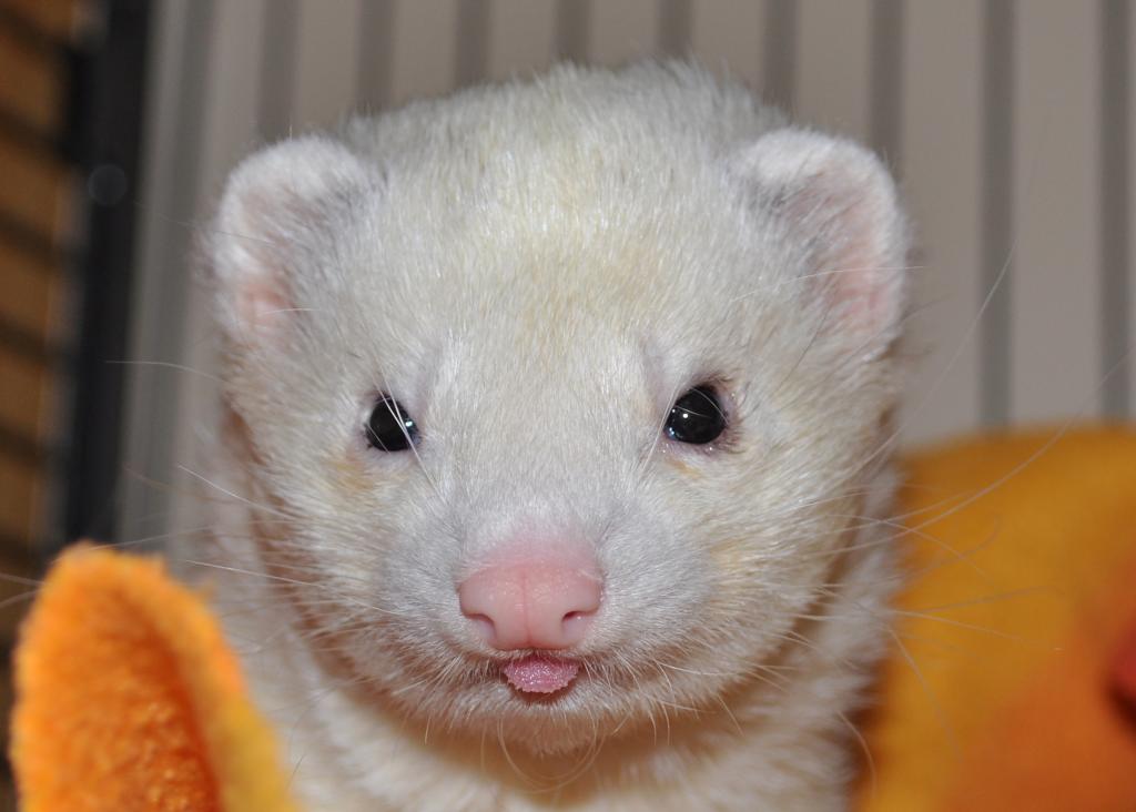 Blitz-Mini Eisbär
