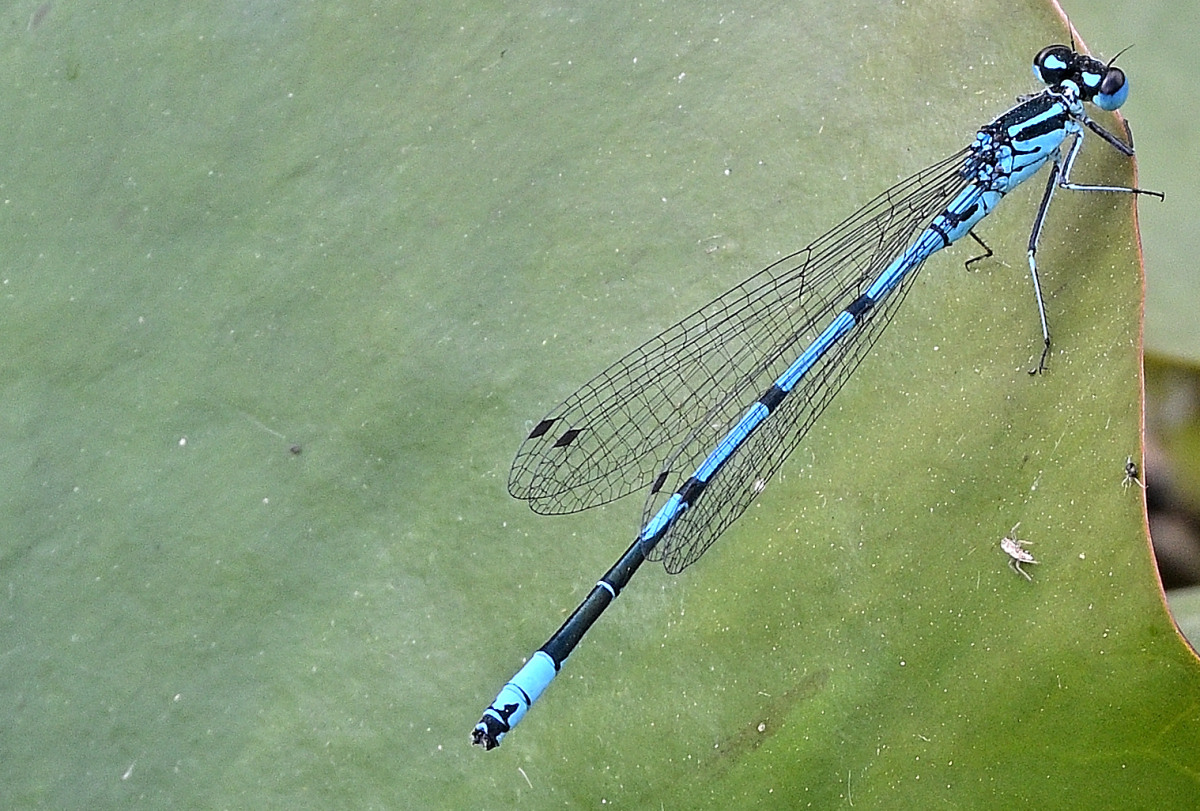 blLibelle01.JPG