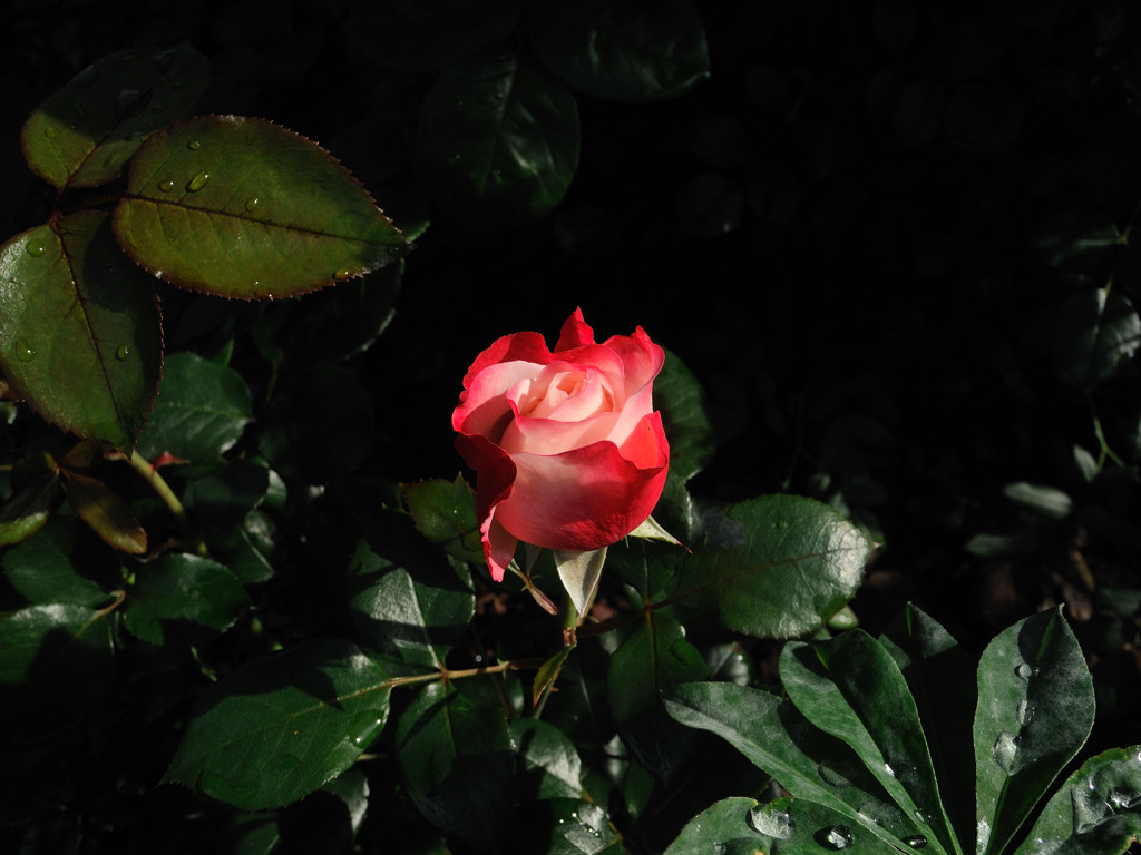 blüte1