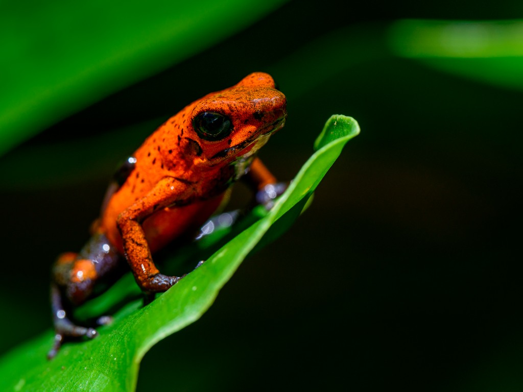 Blue Jeans Frog