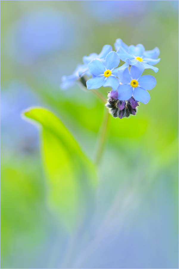 Blue...