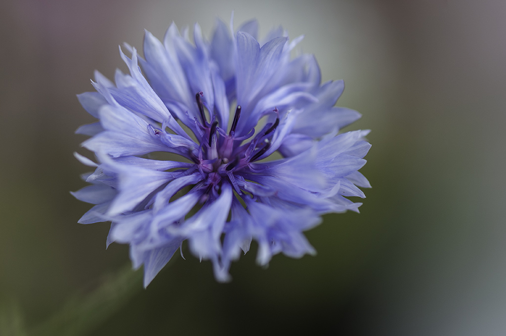bluete 05