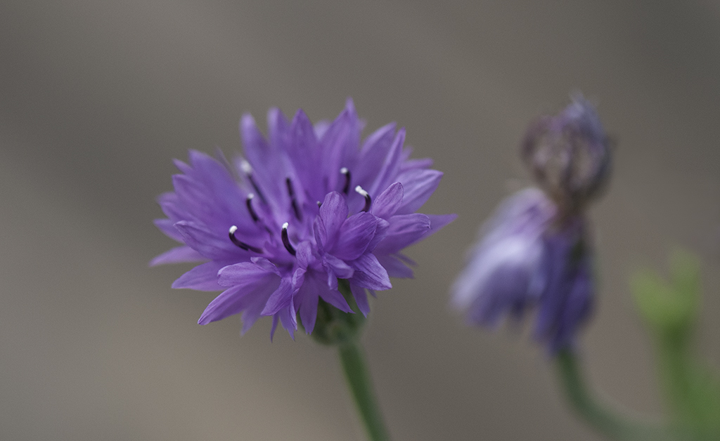 bluete 05