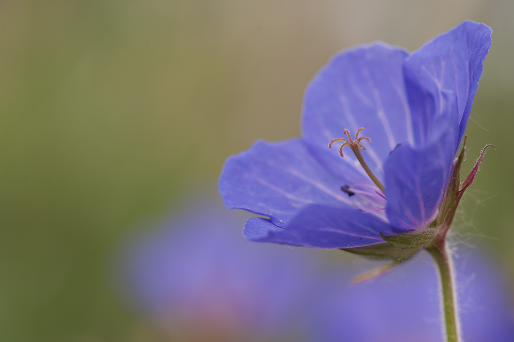 blueten 01