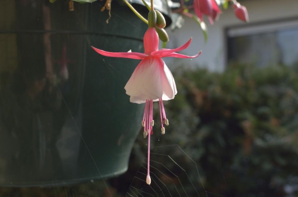 Blume 001