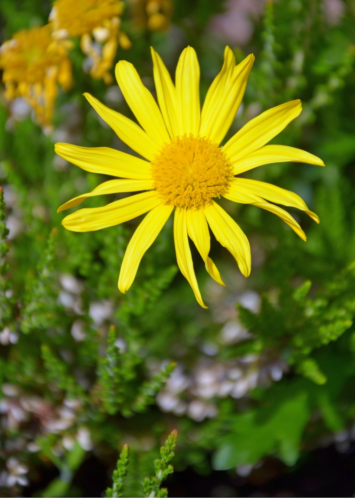 Blume 002